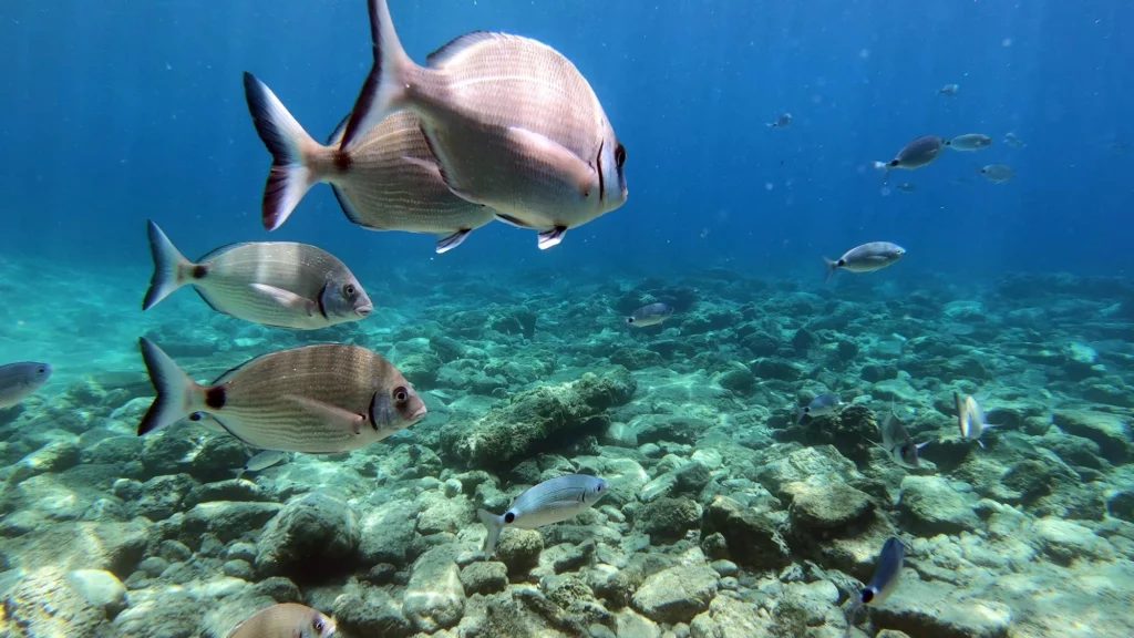 corsican diving cargese